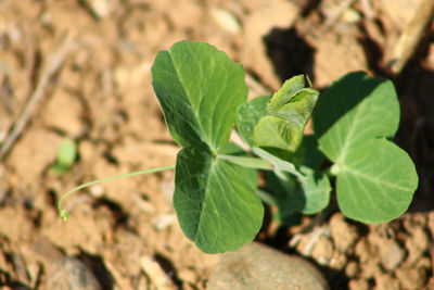 Close-up of green leaves on plant