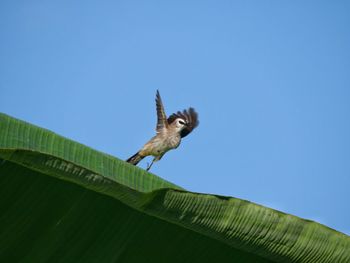 Low angle view of a bird flying