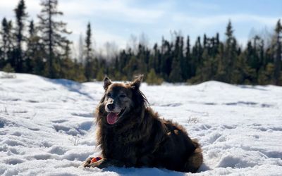 Dog on snow covered land