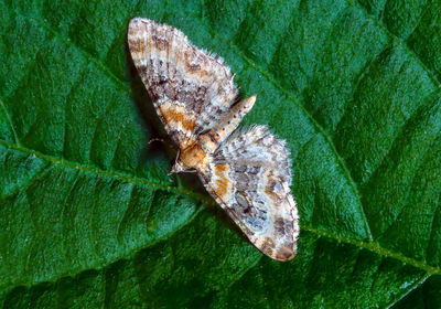 Close-up of insect on leaf