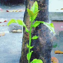 Close-up of plant in water