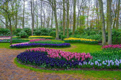 Fresh pink flowers in garden at park