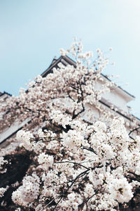 Low angle view of cherry blossom