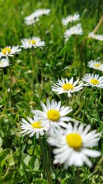 Close-up of white daisy flowers