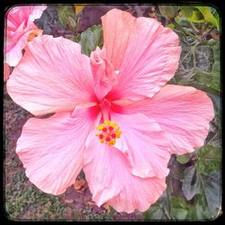 Close-up of pink hibiscus blooming outdoors