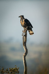 African crowned eagle perches on long stump