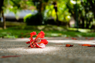 Close-up of maple leaf on road