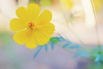 Close-up of yellow cosmos flower blooming outdoors