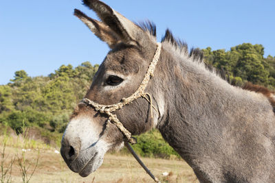 Close-up of a horse on land