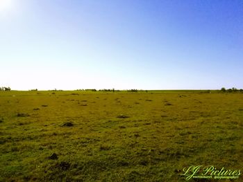Scenic view of field against clear sky