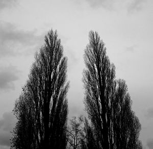 Low angle view of bare trees against sky