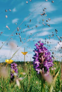 Close-up of purple flowers growing on field