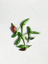 Close-up of green chili pepper against white background