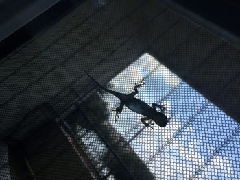 Low angle view of a cat