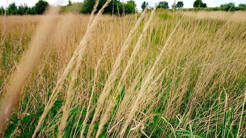 Scenic view of grassy field