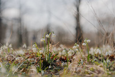 Close-up of flowering plants on field