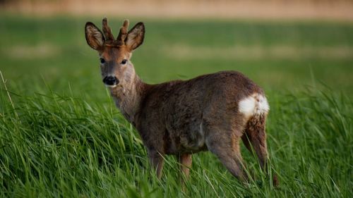 Portrait of deer standing on grass