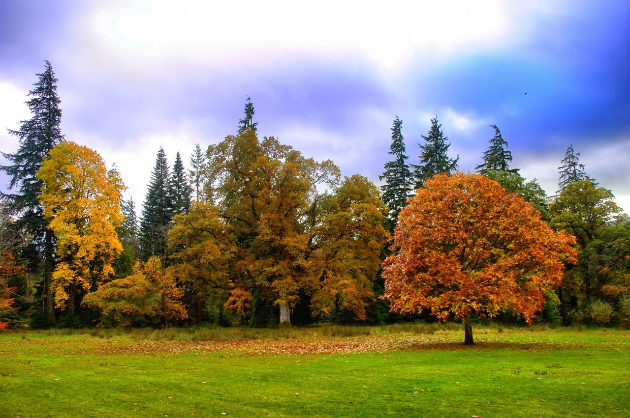 SCENIC VIEW OF TREES AGAINST SKY