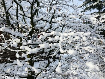 Snow covered bare tree during winter