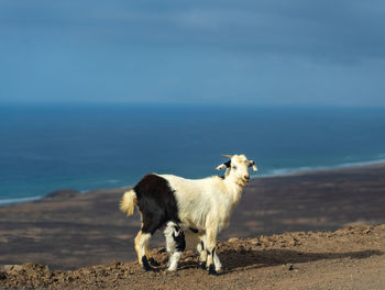 View of a sheep on the beach