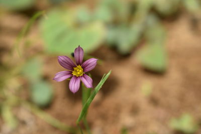 Close-up of pink flower