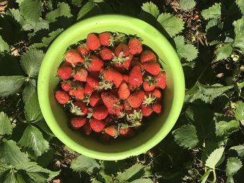 High angle view of fruits in bowl