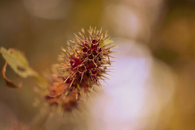 Close-up of white flower plant