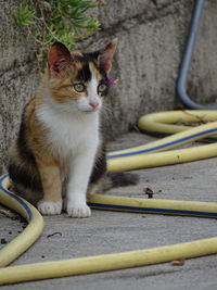 Portrait of cat sitting outdoors