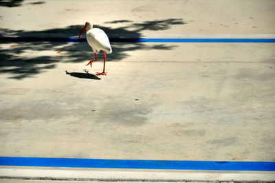 Seagull walking on shore