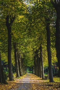 Trees in autumn