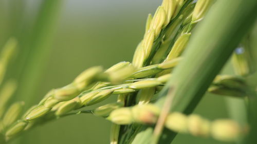 Close-up of wheat growing on farm