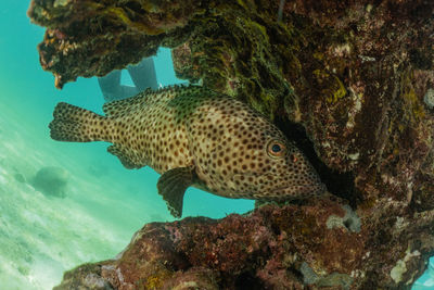 Fish swimming in sea