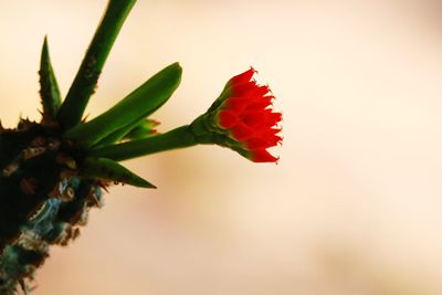 Close-up of red flowering plant