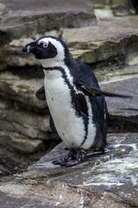 Close-up of penguin on rock