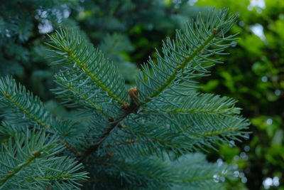 Needles and branches of a silver fir.