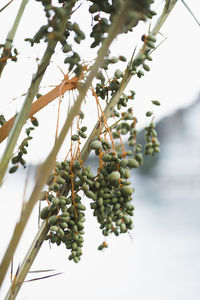 Close-up of berries growing on tree