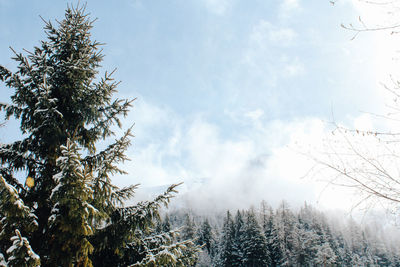 Low angle view of pine trees against sky during winter