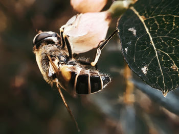 Close-up of bee on leaf