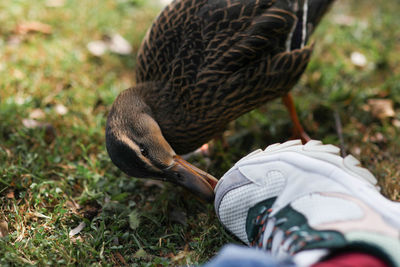 Close-up of a bird on field