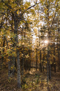 Trees in forest during autumn