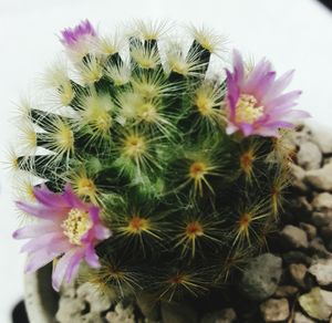 Close-up of cactus