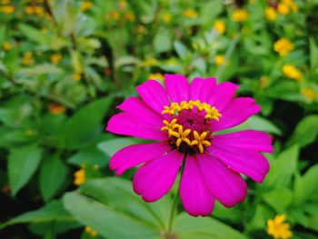 Close-up of pink flower blooming outdoors