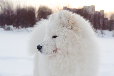 Close-up of a dog on snow