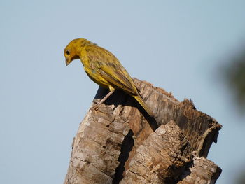 Low angle view of bird perching on tree against sky