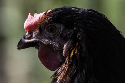 Close-up of hen