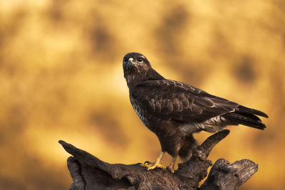 Close-up of sparrow perching on wood