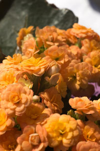 High angle view of yellow flowering plants