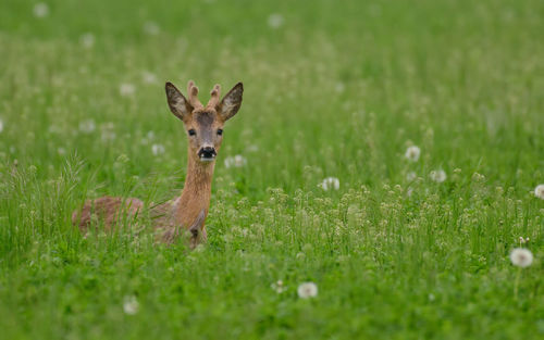 Deer on grassy field