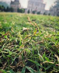 Close-up of fresh green plants