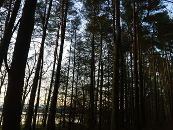 Low angle view of trees in forest